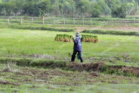 Reisfelder und Landwirtschaft in der Provinz Amnat Charoen nordwestlich von Ubon Ratchathani im nordosten von Thailand in Suedostasien.