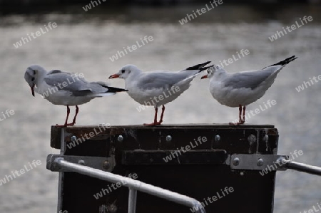 Die drei Moewen. Look, see and eat