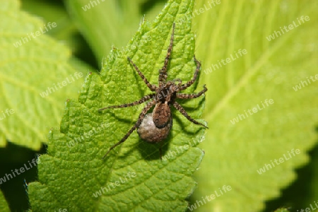 Wolfsspinne (Pardosa lugubris)