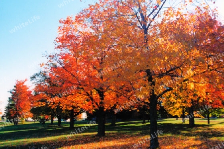 Ottawa Fall Foliage 1