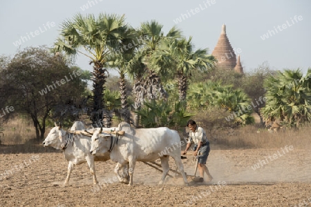 a farmer and his Ox are on the field near the Temples in Bagan in Myanmar in Southeastasia.