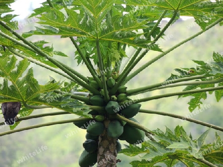 Baum  Seychellen