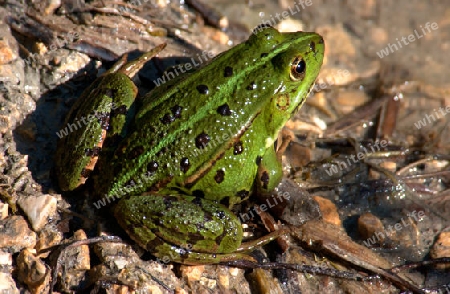 Grasfrosch