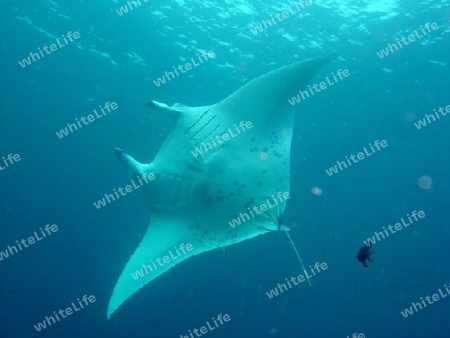 Mantarochen