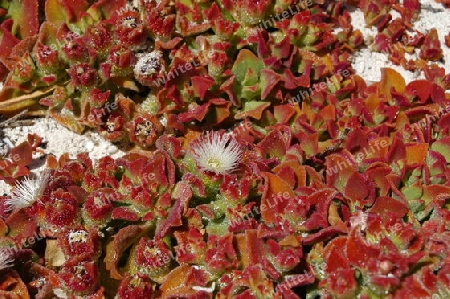 Eiskraut - Mesembryanthemum crystallum