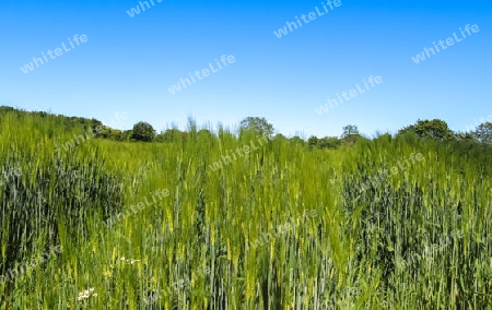 Summer view on agricultural crop and wheat fields ready for harvesting.