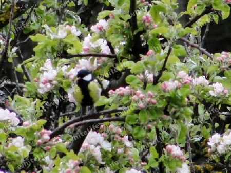 Kohlmeise im bl?henden Apfelbaum