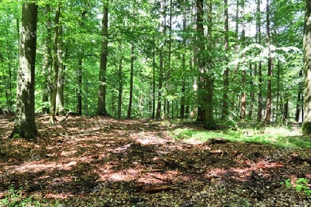 Beautiful view into a dense green forest with bright sunlight casting deep shadow.