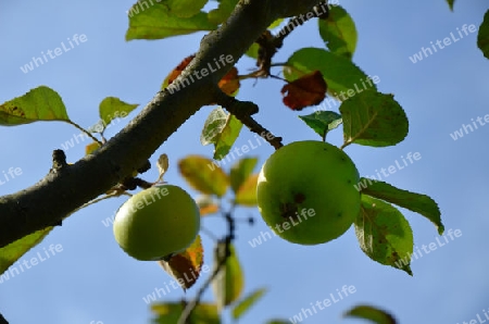 ?pfel am Baum