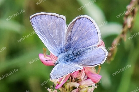 Hauhechel-Bläuling, Gemeiner Bläuling, männlich, dorsal,Common blue, male, dorsal