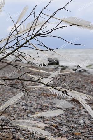 Federn am _Sandstrand