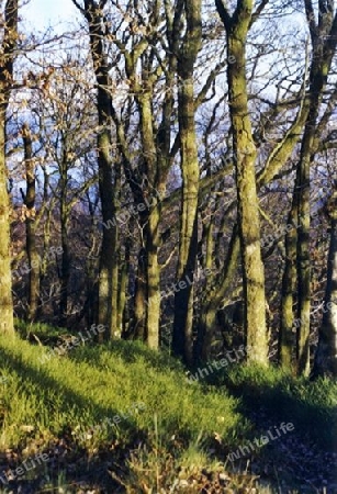 Abendd?mmerung im Wald