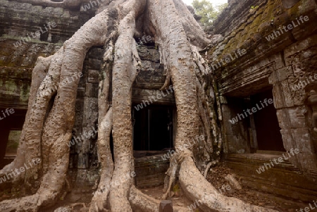 The Temple of  Ta Prohm in the Temple City of Angkor near the City of Siem Riep in the west of Cambodia.