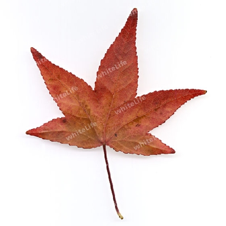 Hebst blatt