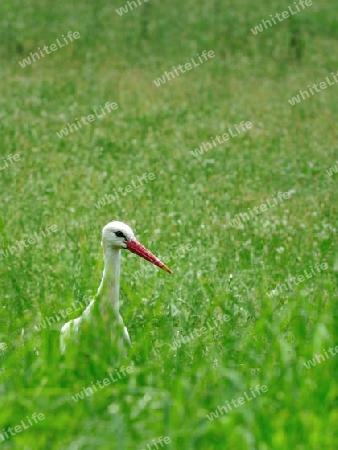 Storch