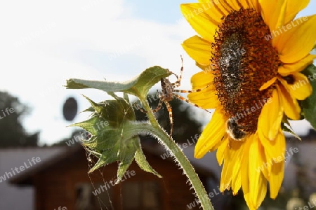 Kreuzspinne jagt Biene auf Sonnenblume