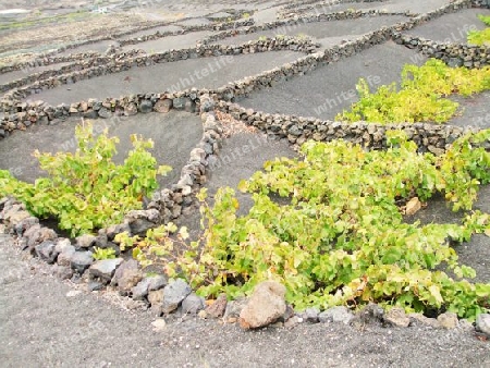 Lanzarote, Weinanbau auf Lava-Erde