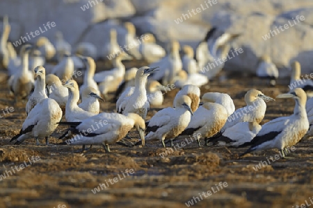 Kapt?lpel (Morus capensis)  , Bird Island, Lamberts Bay, Western Cape, Westkap, S?dafrika, Afrika