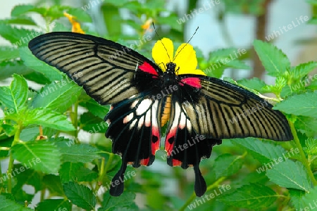 Schmetterling