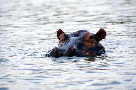 Hippo