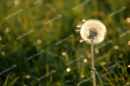 Pusteblume im Gegenlicht