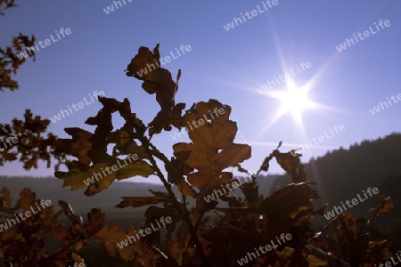 Herbststimmung 2