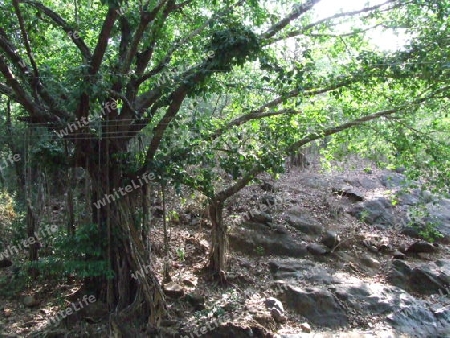 Wild Banyan Tree