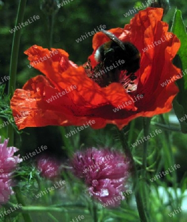 Hummel auf dem Mohn