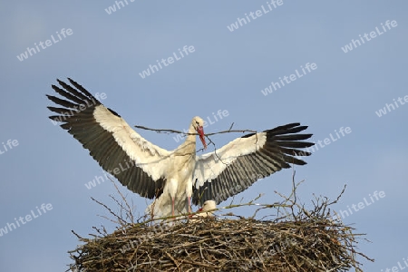 Wei?storch (Ciconia ciconia), bringt Nistmatrial zum Nest, Storchendorf Linum, Brandenburg, Deutschland, Europa, oeffentlicherGrund