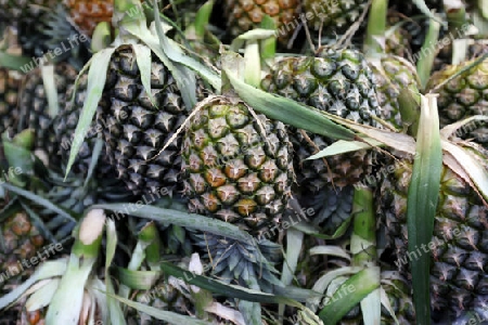 Ananas auf dem Talat Warorot Markt in Chiang Mai in der Provinz Chiang Mai im Norden von Thailand in Suedostasien.