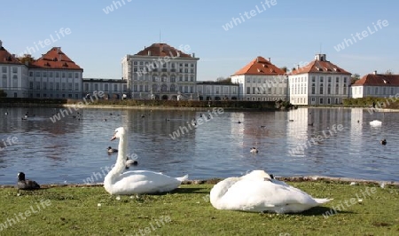 Schw?ne vor Schlo? Nymphenburg