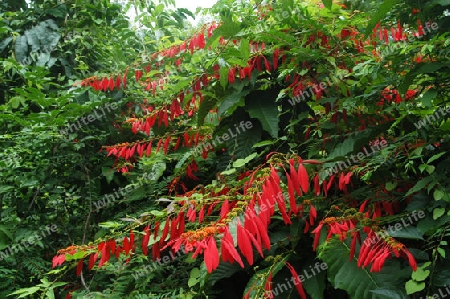Stolz von Trinidad - Warszewiczia cocchinea