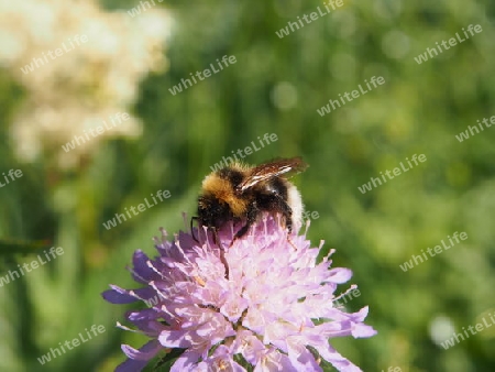 Hummel 