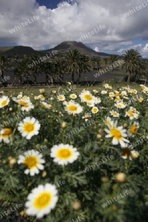 The volcanic Hills near the Village of Haria on the Island of Lanzarote on the Canary Islands of Spain in the Atlantic Ocean.
