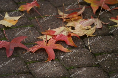 Herbstblaetter