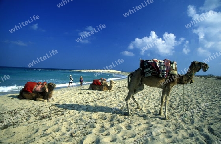 Ein Sandstrand auf der Insel Jierba im Sueden von Tunesien in Nordafrika.