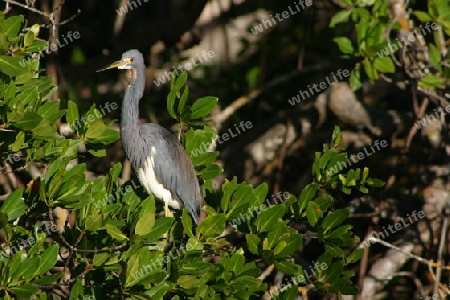 Kranich in den Everglades