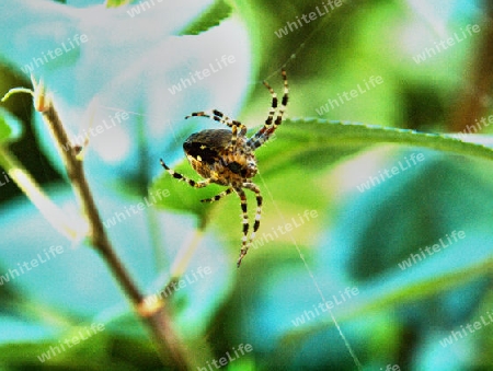 Kreuzspinne in einem Busch bei Netzbau beobachtet