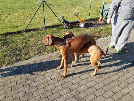 Rhodesian Ridgeback