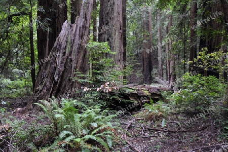 Vegetation und Kustenmammutbaeume, Redwoods,  Sequoia sempervirens, Muir Woods Nationalpark, Kalifornien, USA