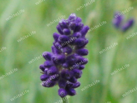 Lavendel