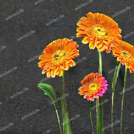 gelbe Gerbera