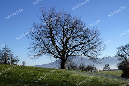 der baum