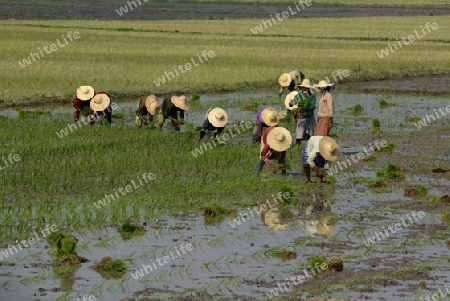 Rice farmers plant rice in a ricefield at the city of Nyaungshwe at the Inle Lake in the Shan State in the east of Myanmar in Southeastasia.