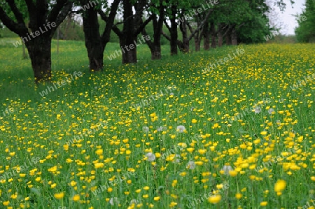 Butterblumen Ranunculus acris