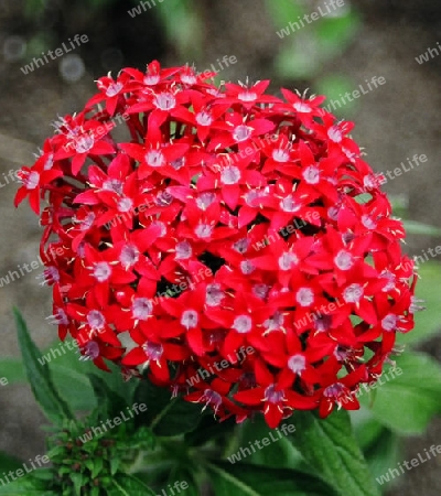 red flower