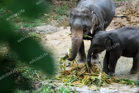 Ein Elefant bei Chiang Mai im Norden von Thailand.