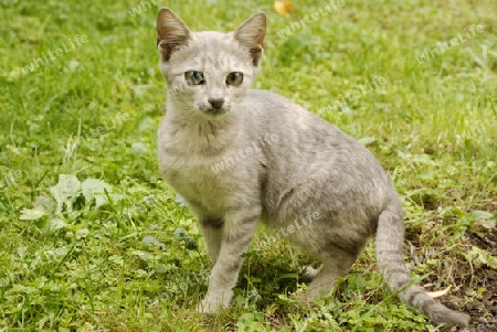 Portrait of a cat