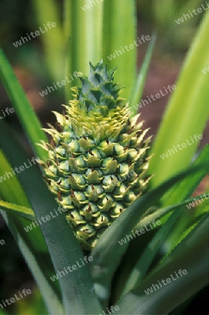 pineaple plantation on the Island of Anjouan on the Comoros Ilands in the Indian Ocean in Africa.   