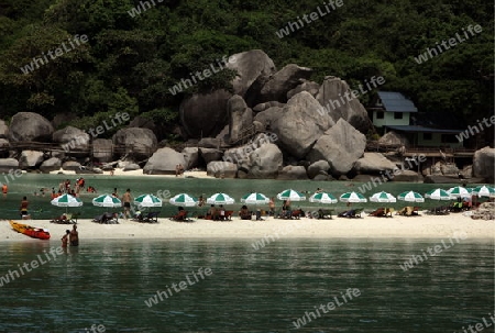Die Strand und Insellandschaft auf der Insel Koh Naang Yuan neben der Insel Ko Tao im Golf von Thailand im Suedwesten von Thailand in Suedostasien
